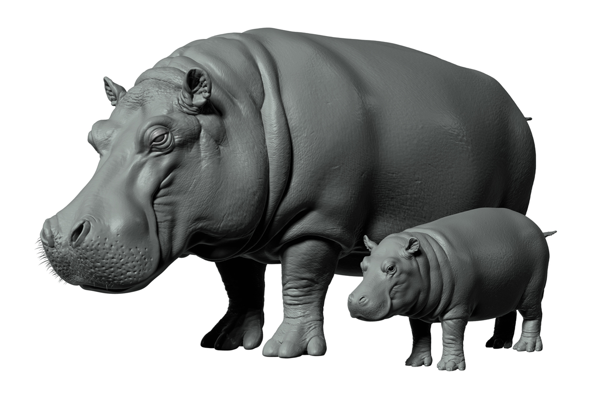Hippo_Z_FINAL_01.jpg