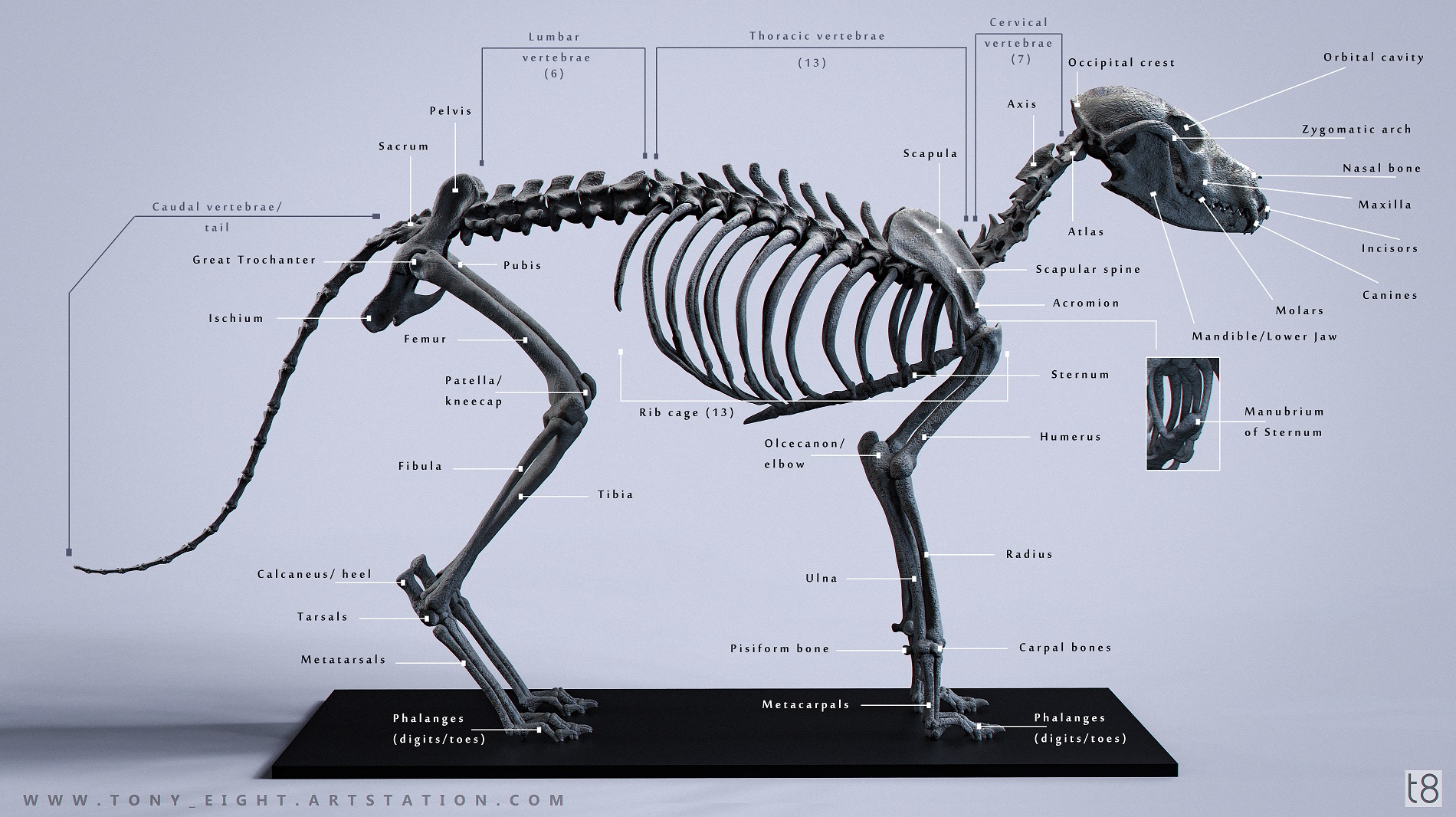 Fox_Skeleton_CHART_01_small.jpg