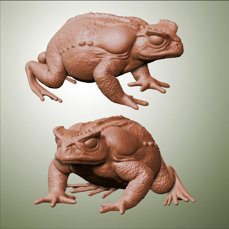 Frog2.jpg