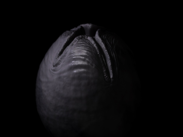 Alien Egg.jpg
