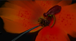 HUMMING BIRD THUMBNAIL.jpg