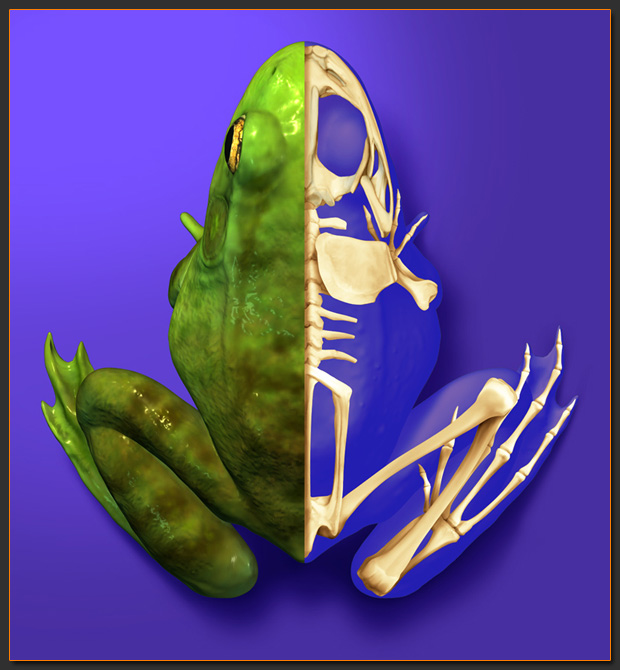 Frog.jpg