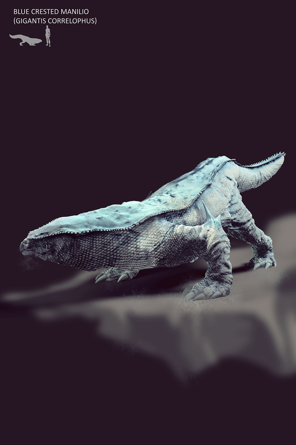 Blue Crested Manilio.jpg