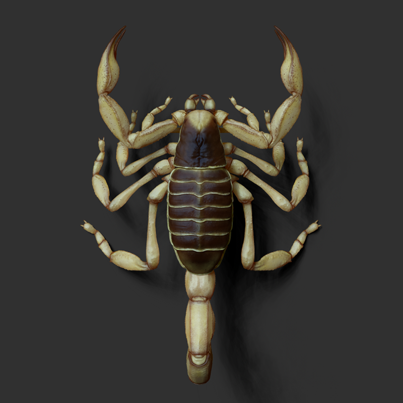 scorpion_011721_01