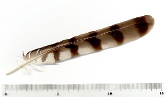 esparrowhawk-t.jpg