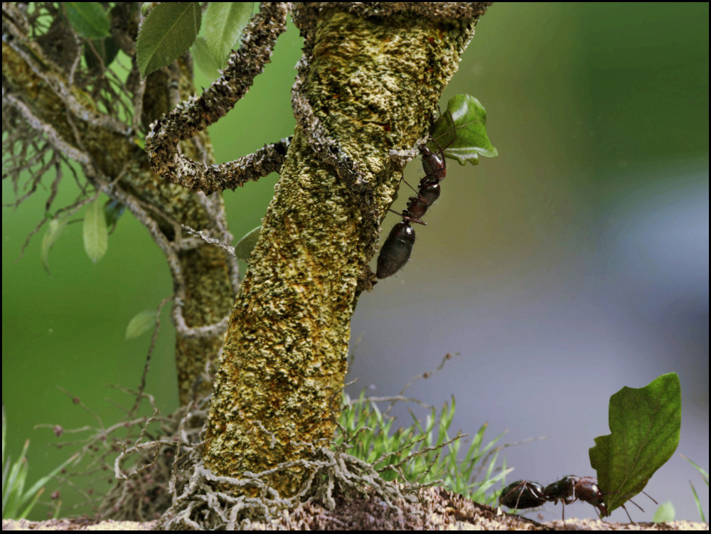 antonio-peres-ant-01