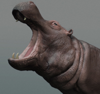 Hippo atachment .jpg