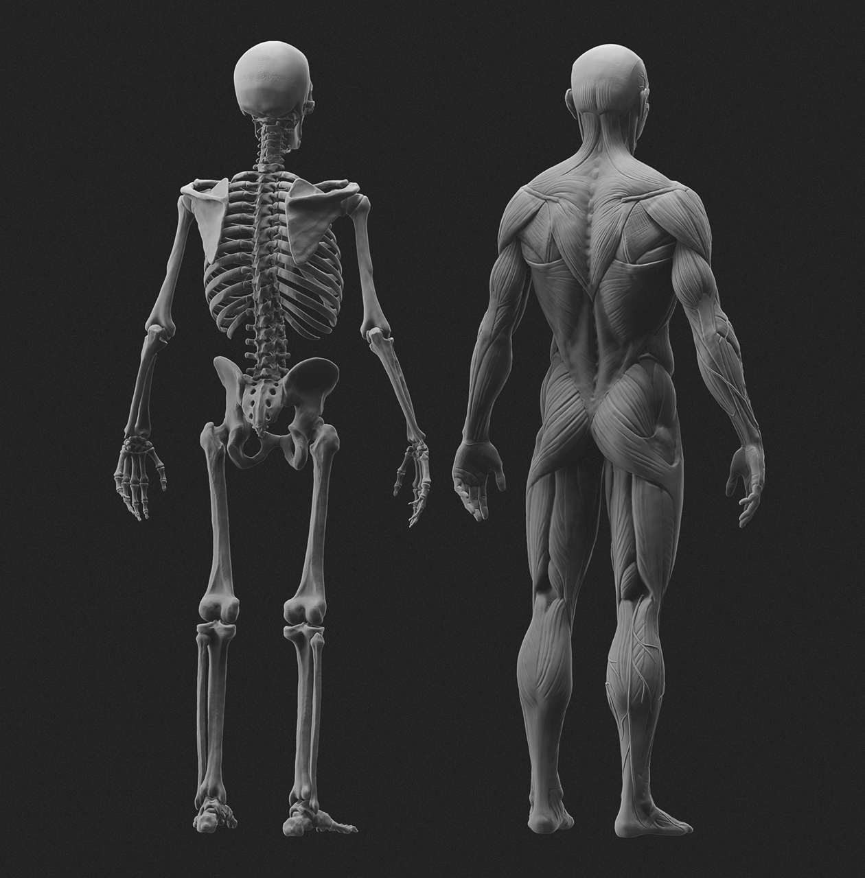 AnatomyStudyBack.jpg