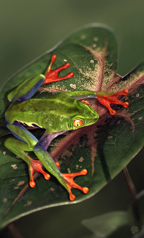 frog.jpg