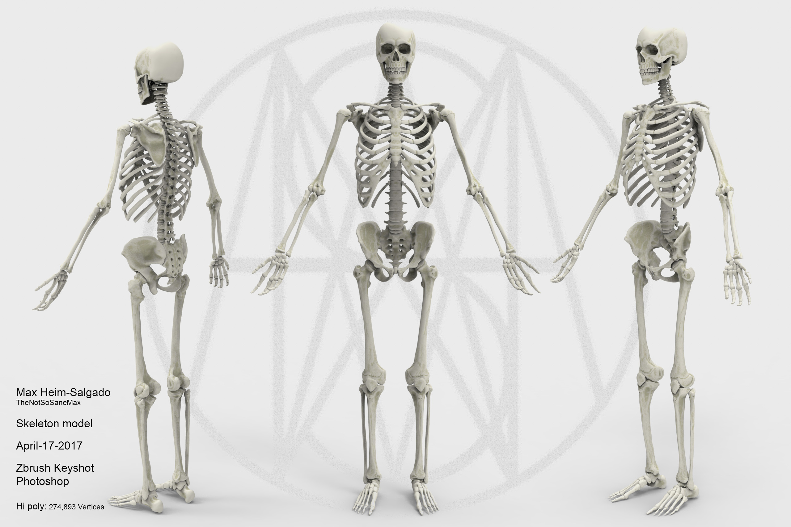 Три типа скелета. Скелет. Человеческий скелет. Человечий скелет. Макет скелета человека.