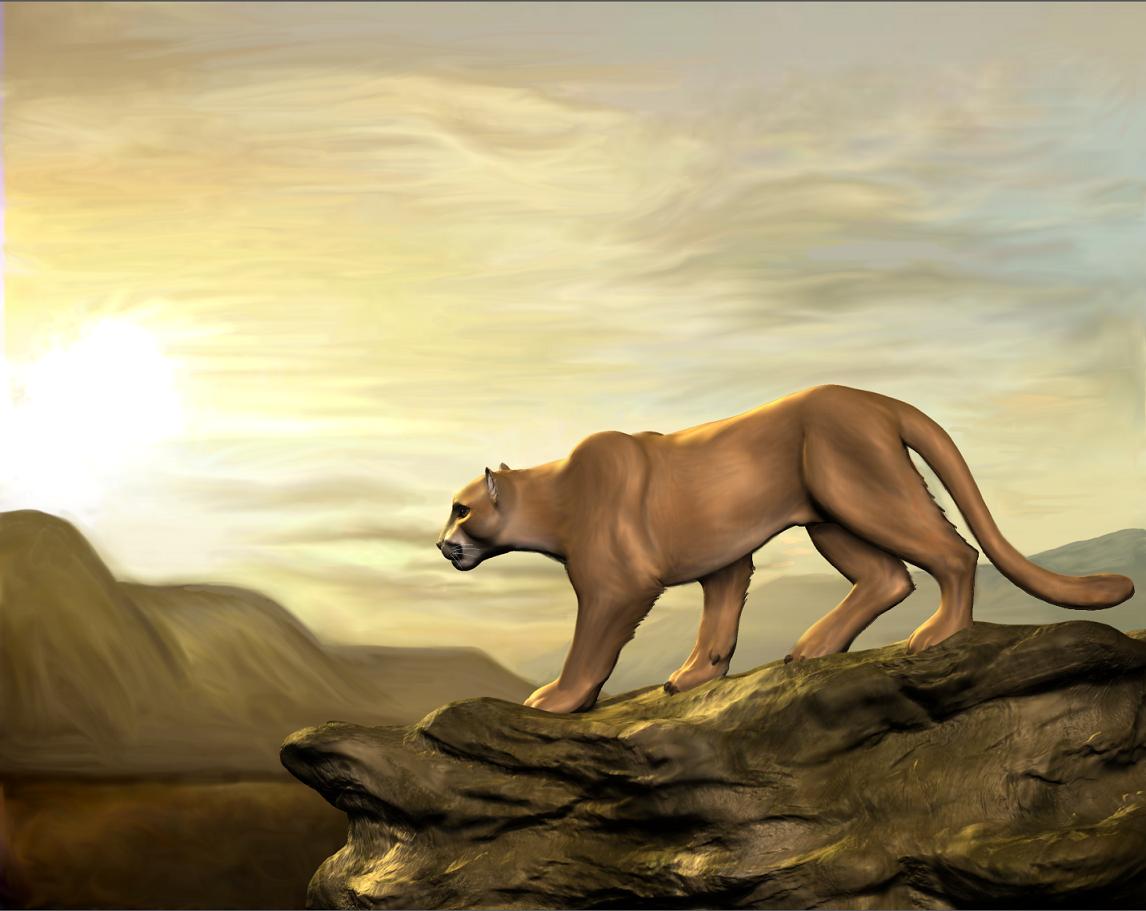 moni cougar 004.jpg
