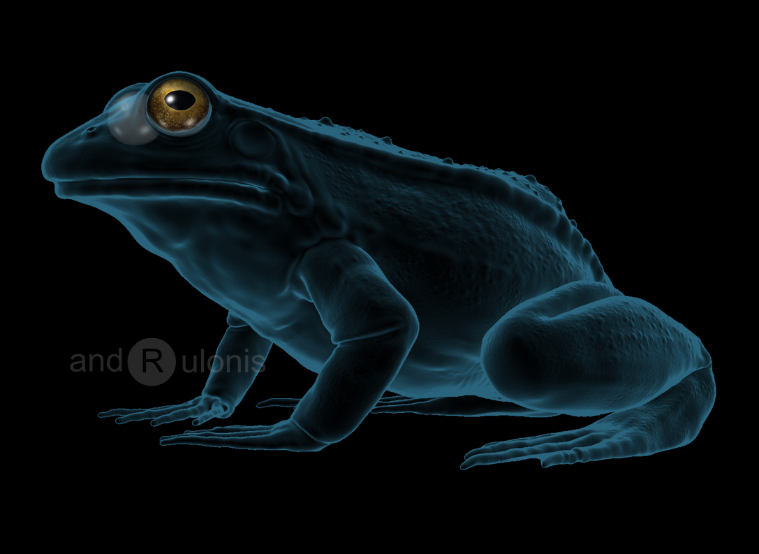RTg frog.jpg