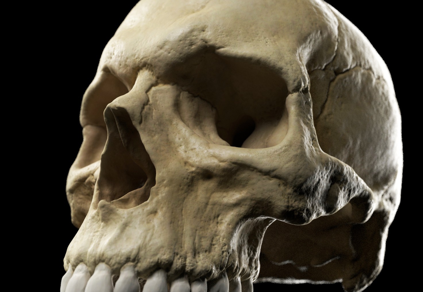 skull_detail_er.jpg