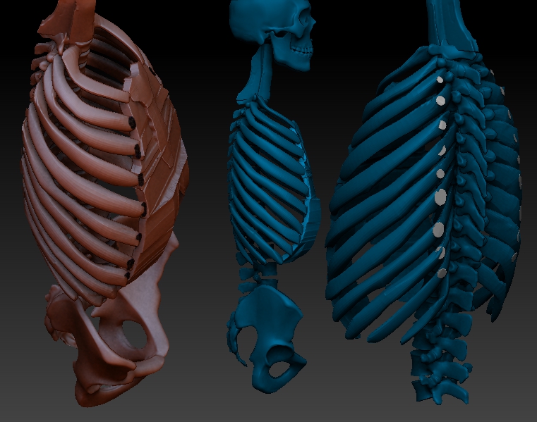 ZBrush Document-blue views skeleton WIP.jpg