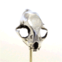 BC_Gif_200px.gif