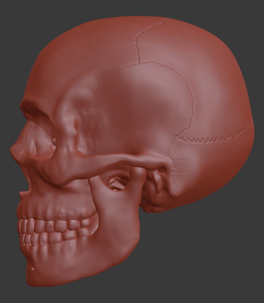 Skull_new2.JPG