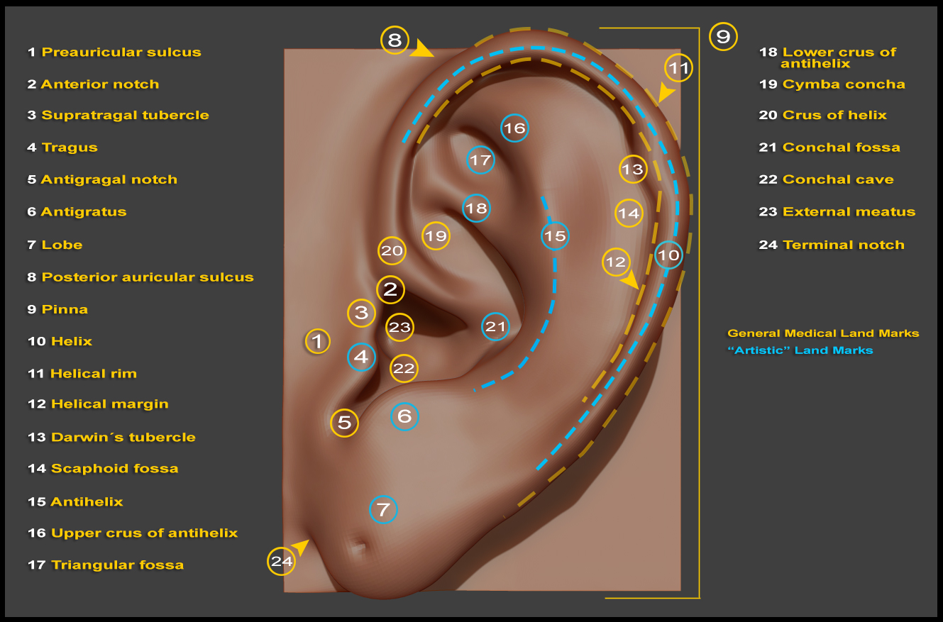 Structure-of-the-Ear.jpg