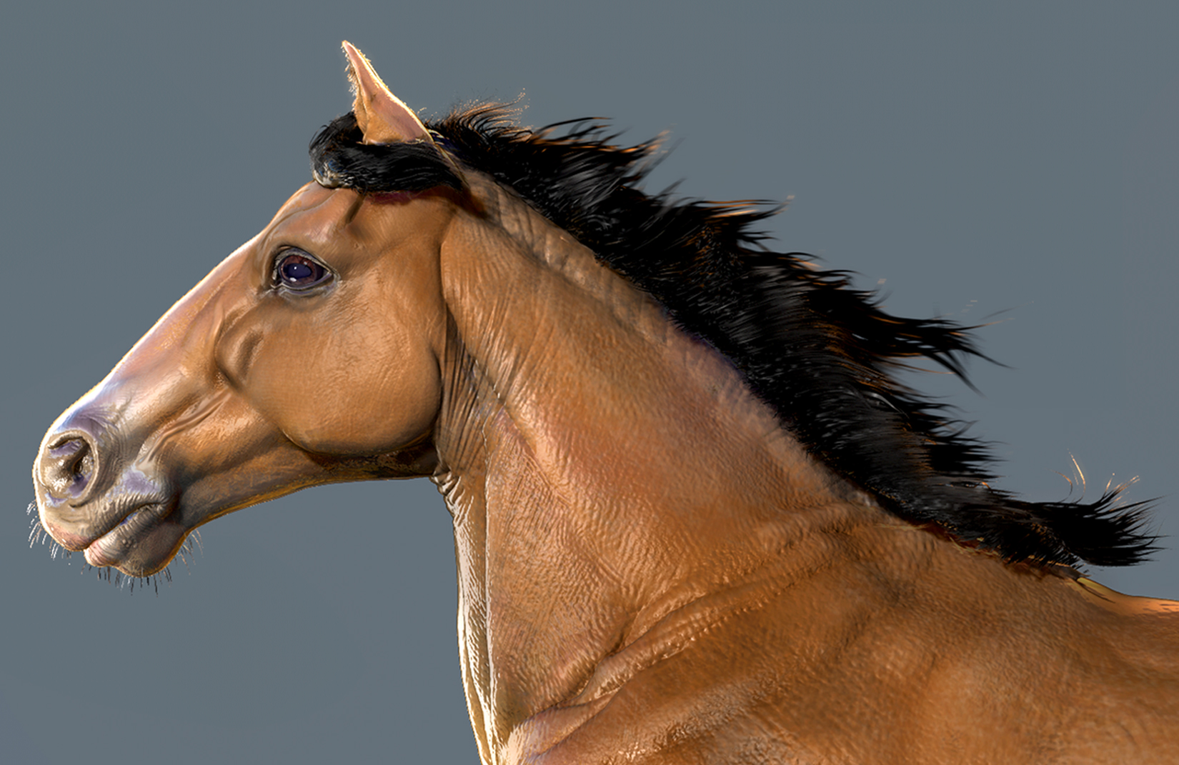 cavalo4.jpg