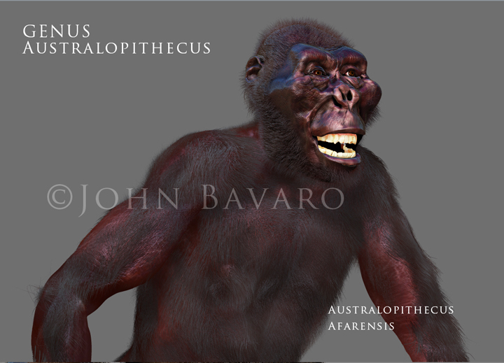 Australopithecus afarensis TEXT.jpg
