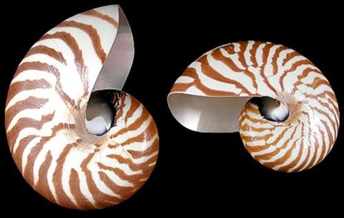 f1-5-natural-nautilus.jpg