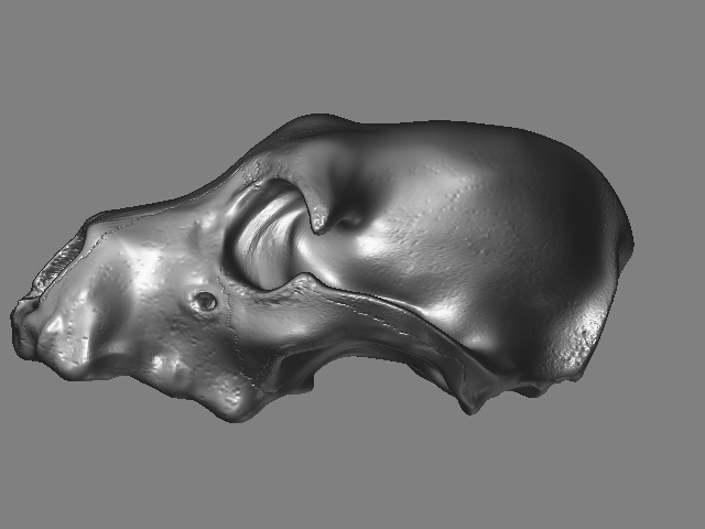dogskull2.jpg