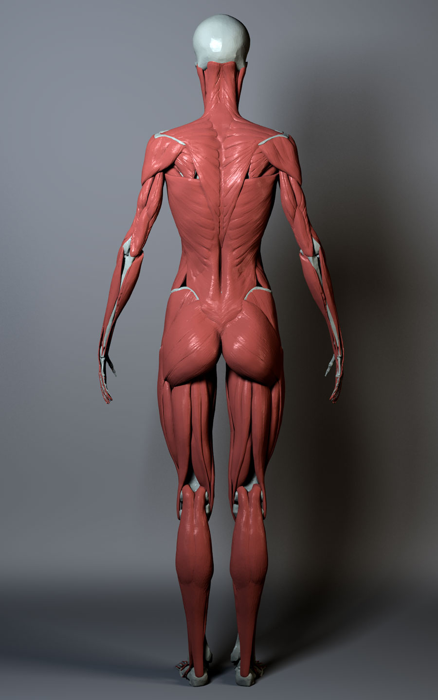 ecorche-060311-120focal.5.jpg