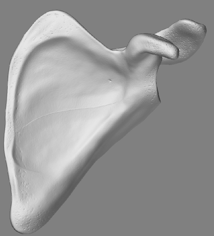 ScapulaBackSmoothed_02.jpg