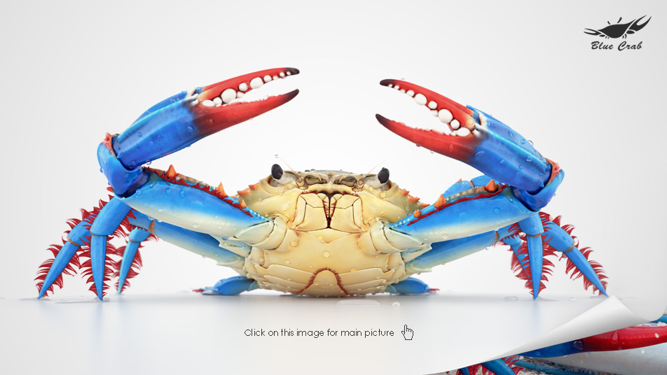 crab_main_01.jpg