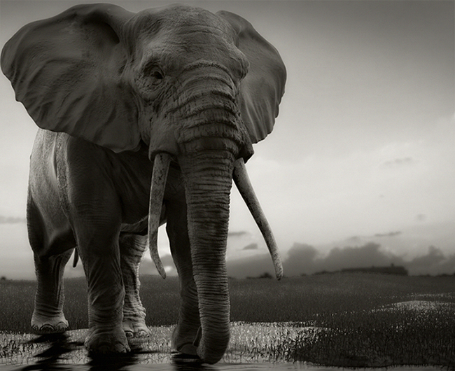 Elephant_1.jpg