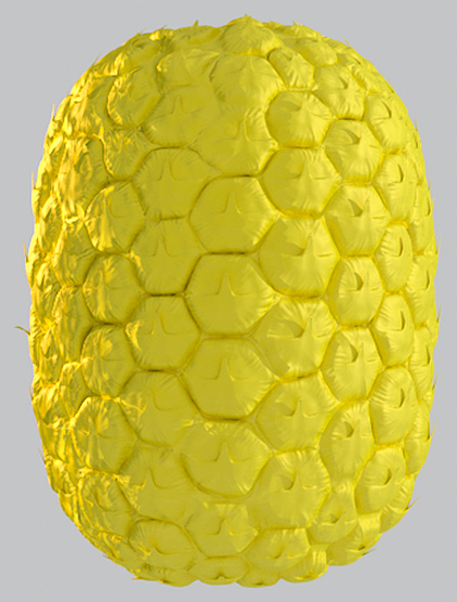 ananas_test_mx_01.jpg