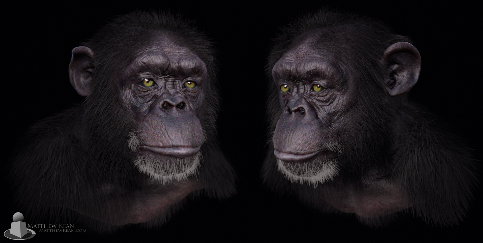 chimp2.jpg