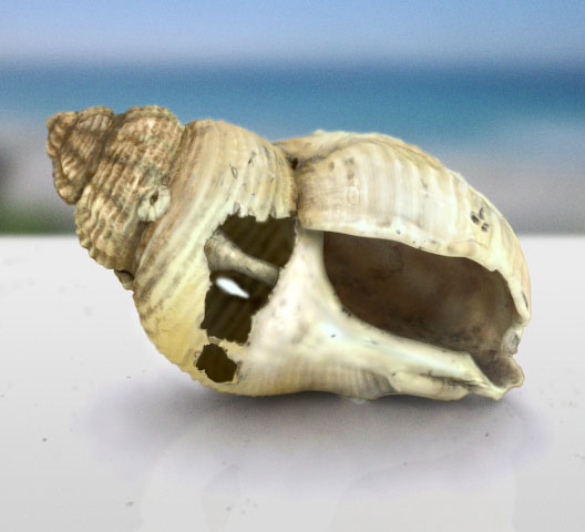 shellFRONT.jpg