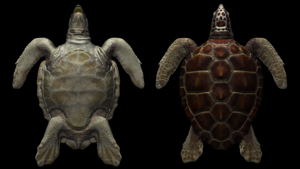 loggerHead01.jpg