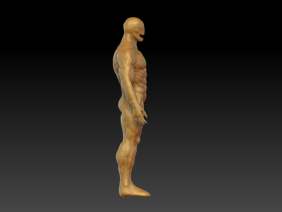 New  muscular system #2.jpg