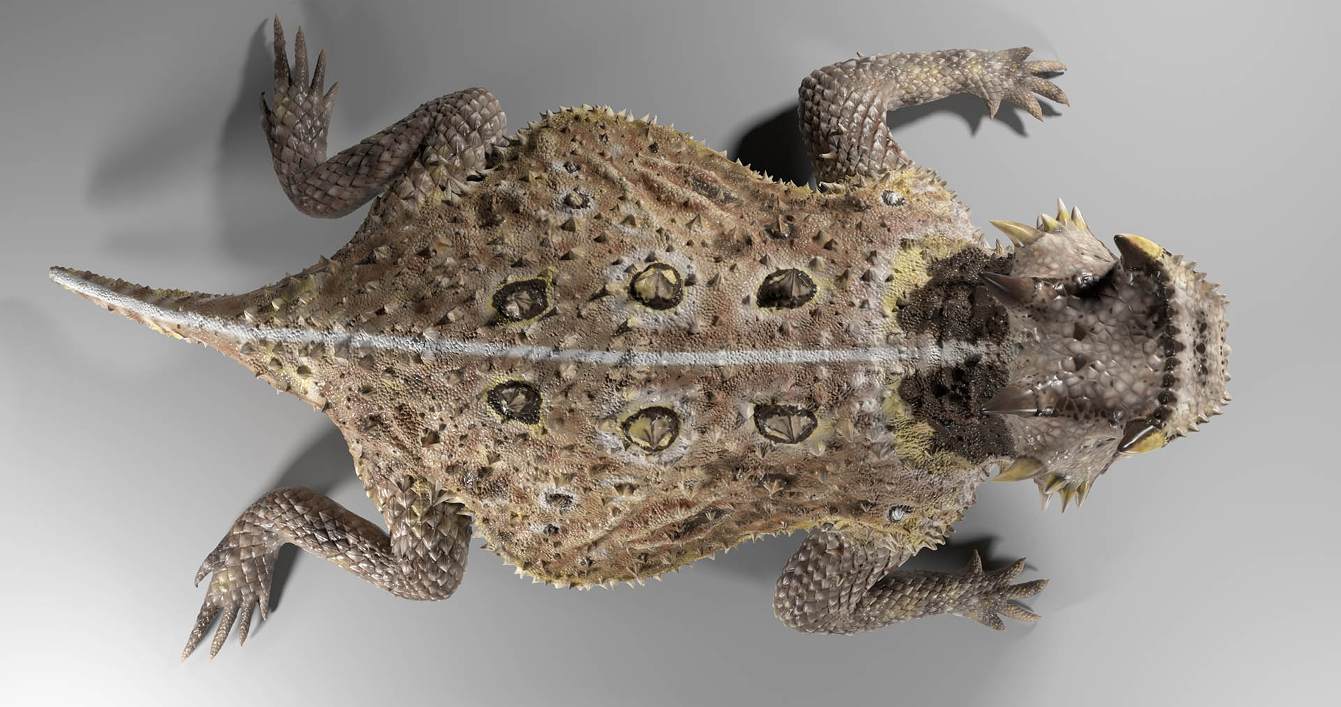 HornedLizard_posed_top.jpg