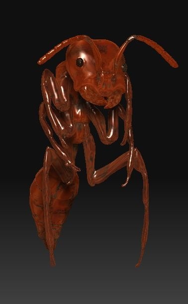 ant5.jpg