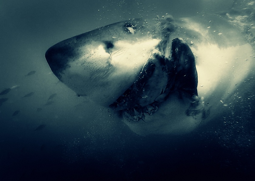 Dark-White-Shark.jpg