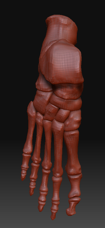 foot_bones_04.jpg