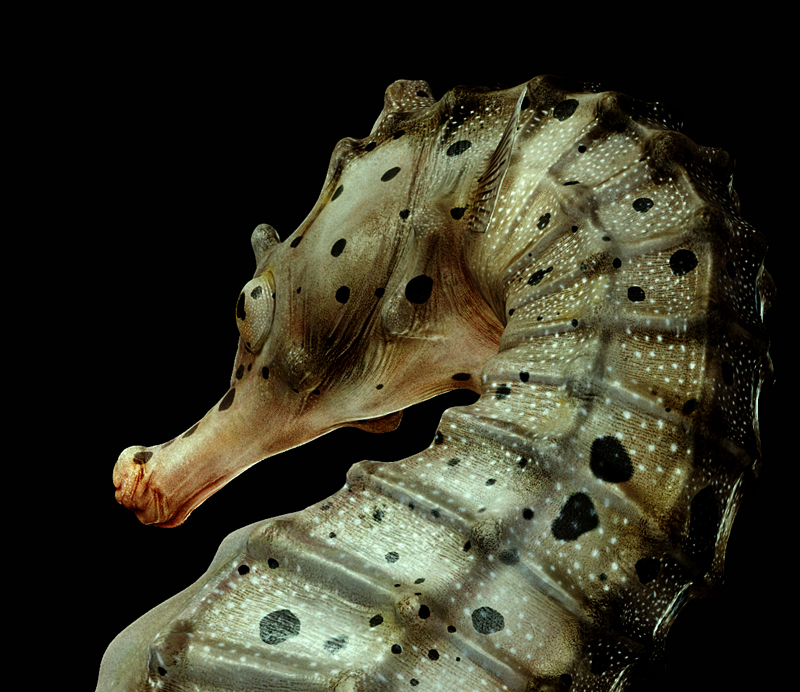 [Rander]-Big-velly-Sea-horse3.jpg