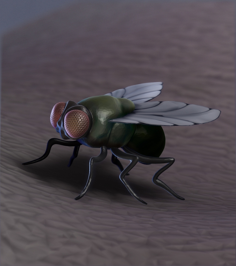 09Z_mosca.jpg
