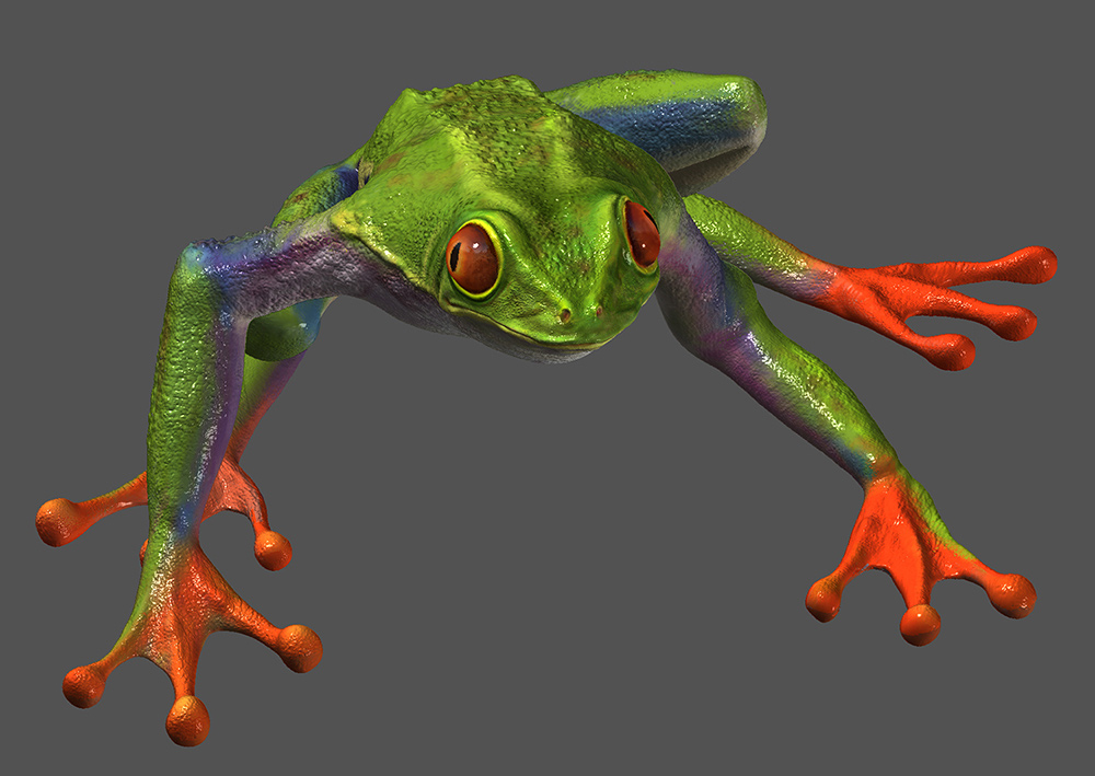 frog_b.jpg