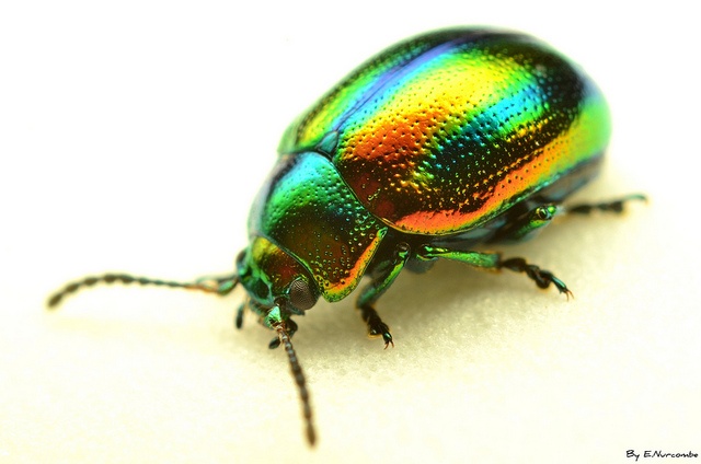 coleoptera2.jpg