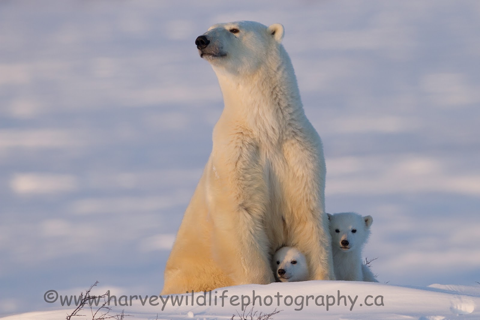day-seven-polar-bears.jpg