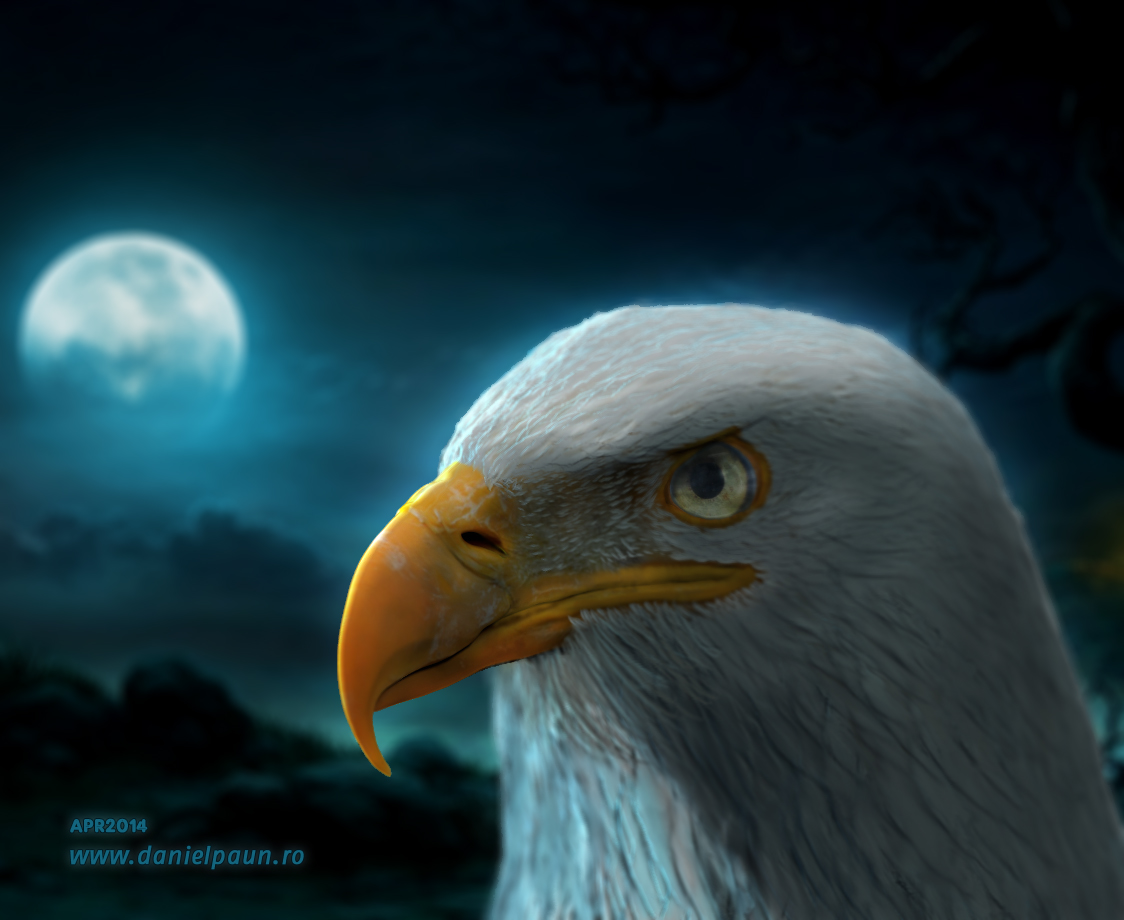 eagle_2014_04_13.jpg