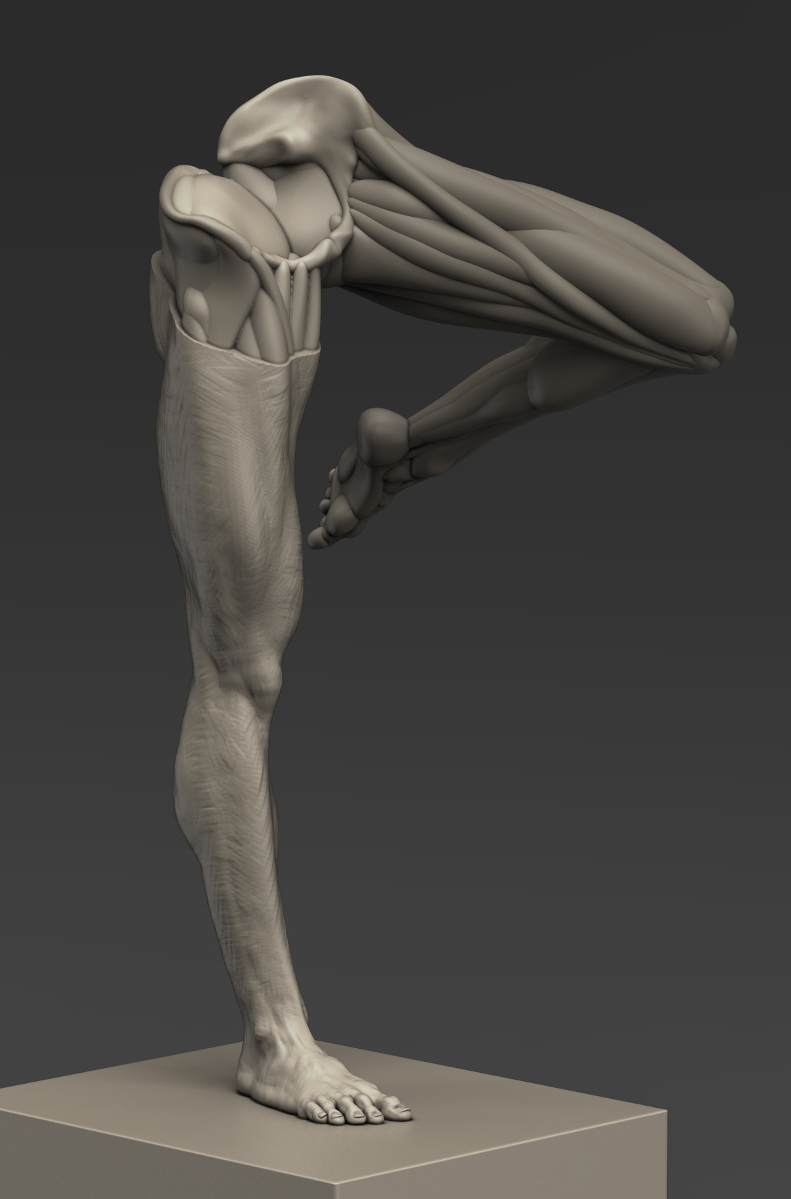 gambe anatomica 2
