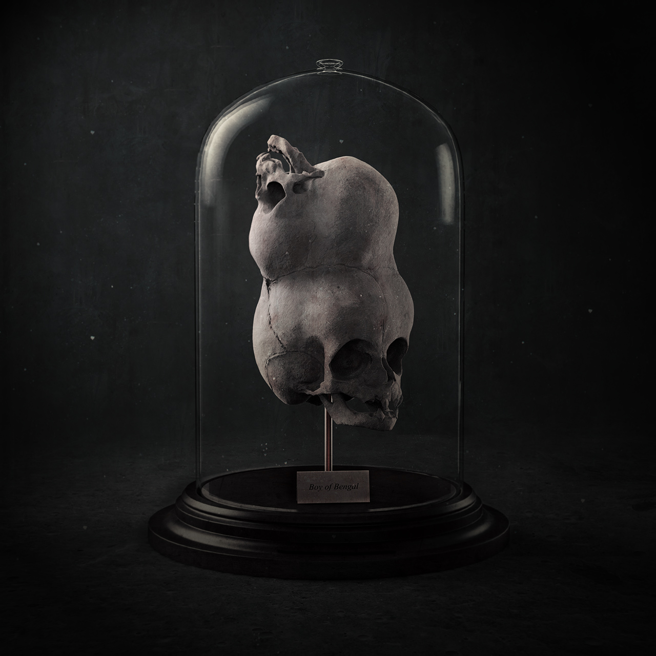 Bengal-Skull.jpg