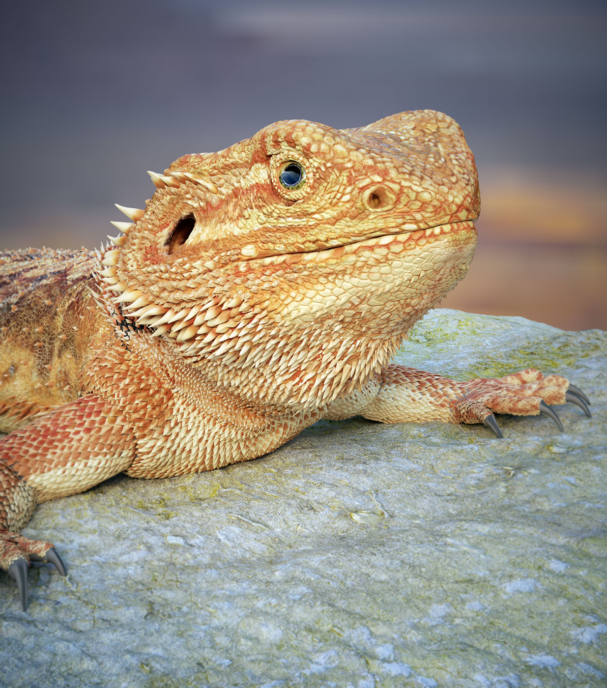 Bearded-Dragon-Beauty4