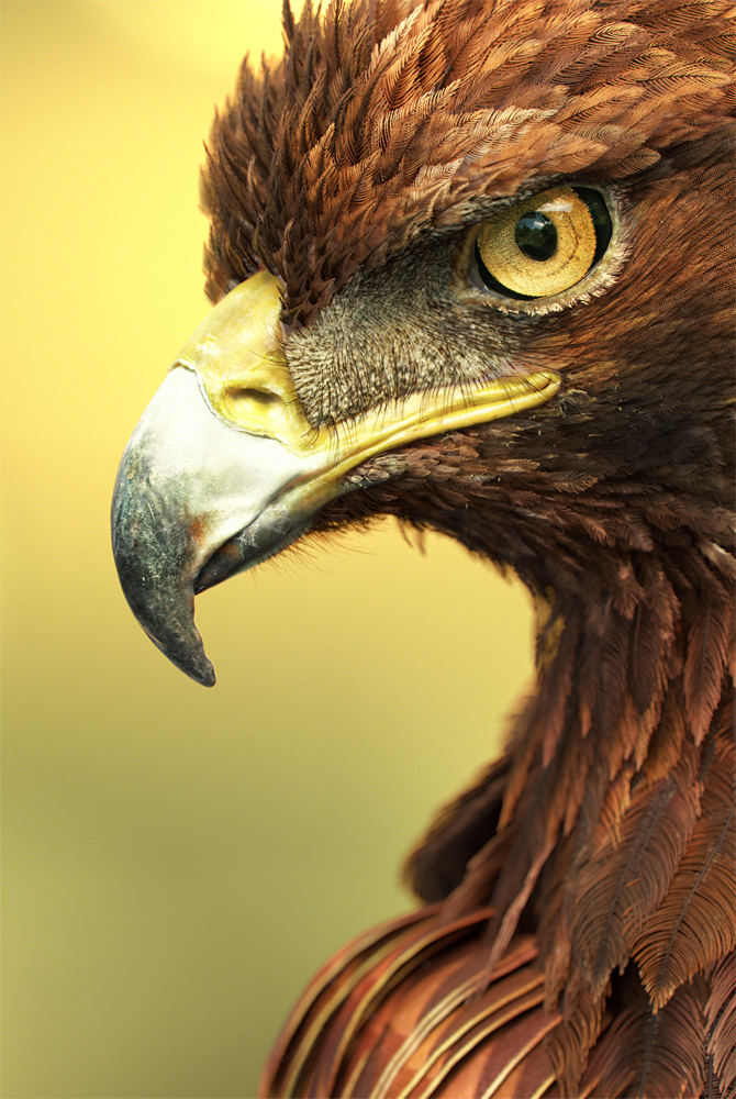 Eye of Horizon.jpg