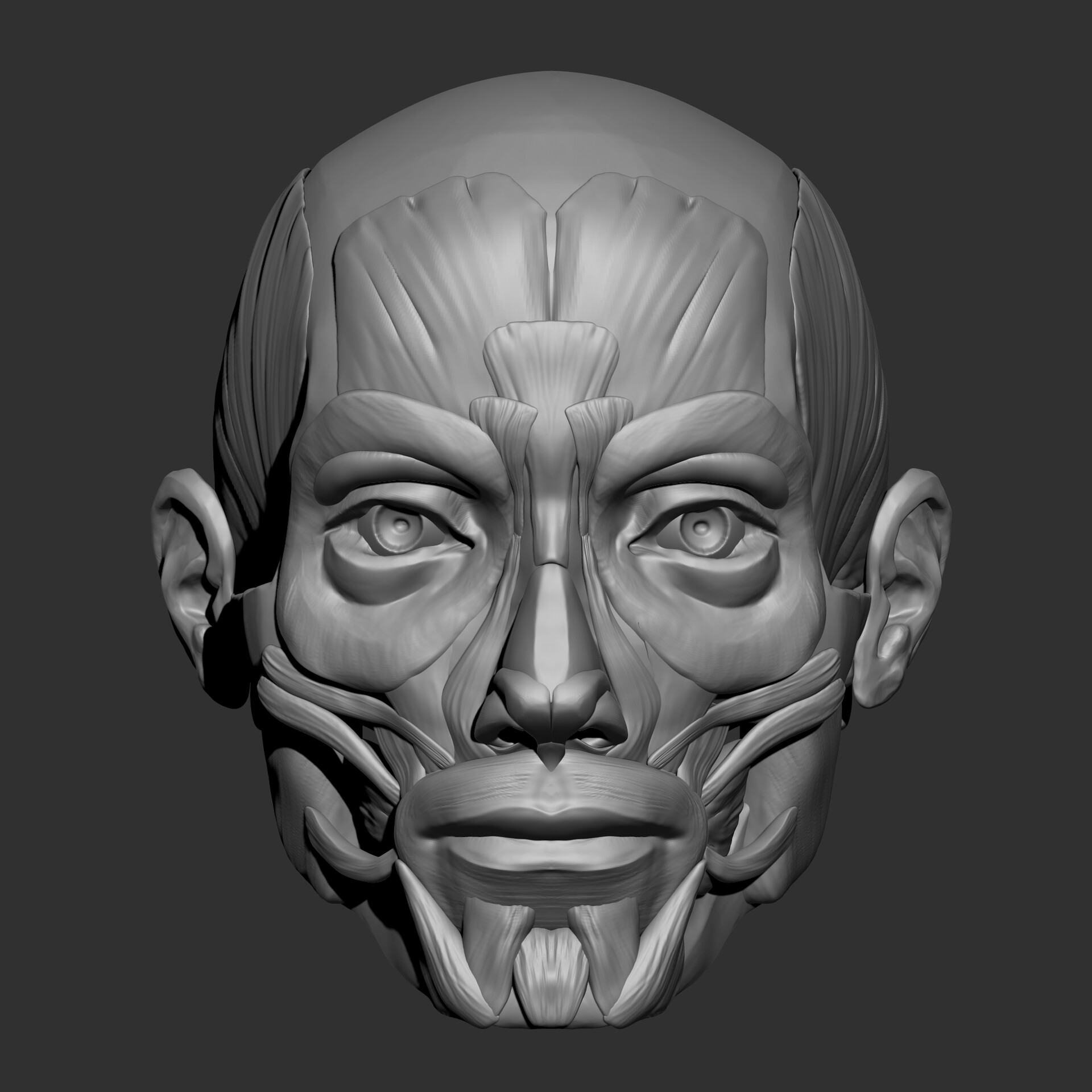 片桐裕司 ANATOMYSCULUPTING ANATOMYSCULUPTING 片桐裕司