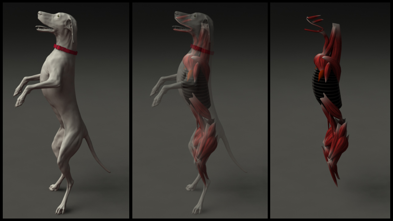 dogMusc1.jpg